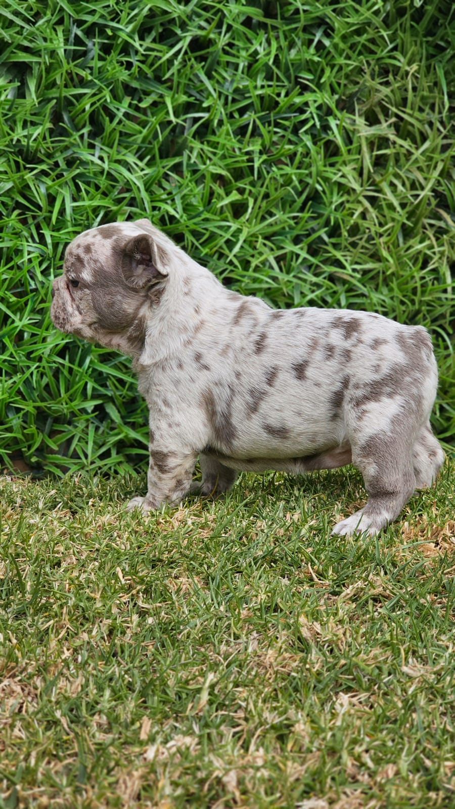 Image of french bulldog puppy